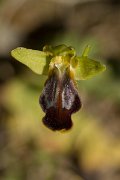 DPPhotography - Crete - Ophrys hysterofusca - A