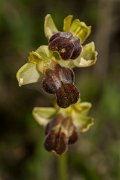 DPPhotography - Crete - Ophrys iricolor - C
