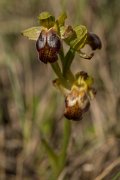DPPhotography - Crete - Ophrys iricolor - D