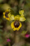 DPPhotography - Crete - Ophrys lutea - A
