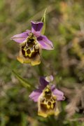 DPPhotography - Crete - Ophrys minoa - A