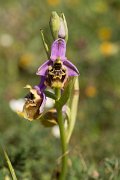 DPPhotography - Crete - Ophrys minoa - D