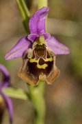 DPPhotography - Crete - Ophrys minoa - E