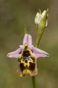 DPPhotography - Crete - Ophrys minoa - F