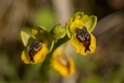 DPPhotography - Crete - Ophrys phryganae - A
