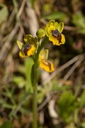 DPPhotography - Crete - Ophrys phryganae - B