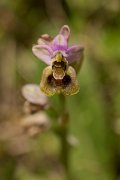 DPPhotography - Crete - Ophrys tenthredinifera - A