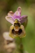 DPPhotography - Crete - Ophrys tenthredinifera - B