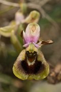 DPPhotography - Crete - Ophrys tenthredinifera - C
