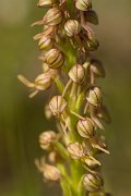 DPPhotography - Crete - Orchis anthropophora - B