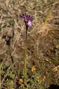 DPPhotography - Crete - Orchis boryi - A