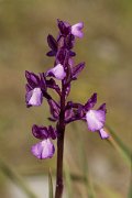 DPPhotography - Crete - Orchis boryi - D