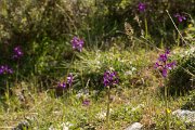 DPPhotography - Crete - Orchis boryi - E