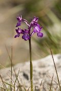 DPPhotography - Crete - Orchis boryi - G
