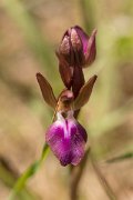 DPPhotography - Crete - Orchis collina - A