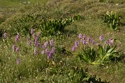 DPPhotography - Crete - Orchis italica - D