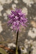 DPPhotography - Crete - Orchis italica - E