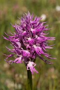 DPPhotography - Crete - Orchis italica - F