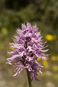DPPhotography - Crete - Orchis italica - G