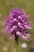 DPPhotography - Crete - Orchis italica - H