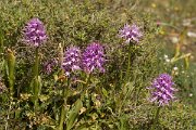DPPhotography - Crete - Orchis italica - I