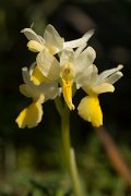 DPPhotography - Crete - Orchis pauciflora - B
