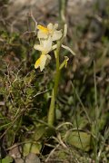 DPPhotography - Crete - Orchis pauciflora - C