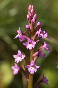 DPPhotography - Crete - Orchis quadripunctata - C