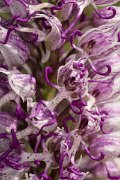 DPPhotography - Crete - Orchis simia - A