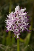 DPPhotography - Crete - Orchis simia - C