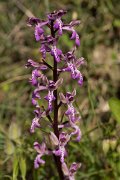 DPPhotography - Crete - Orchis sitiaca - A