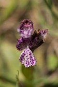 DPPhotography - Crete - Orchis tridentata - A