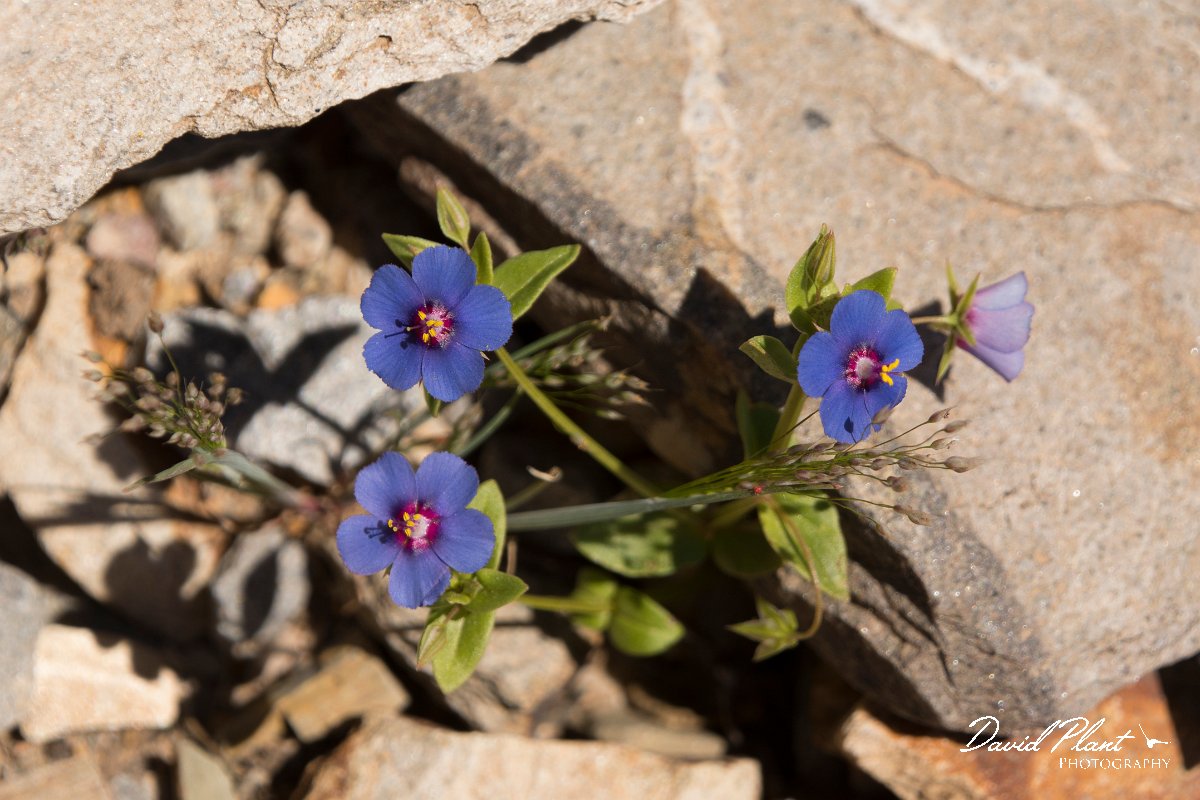 DPPhotography - Crete - Anagallis arvensis caerulea - A.jpg - Anagalis arvensis caerulea