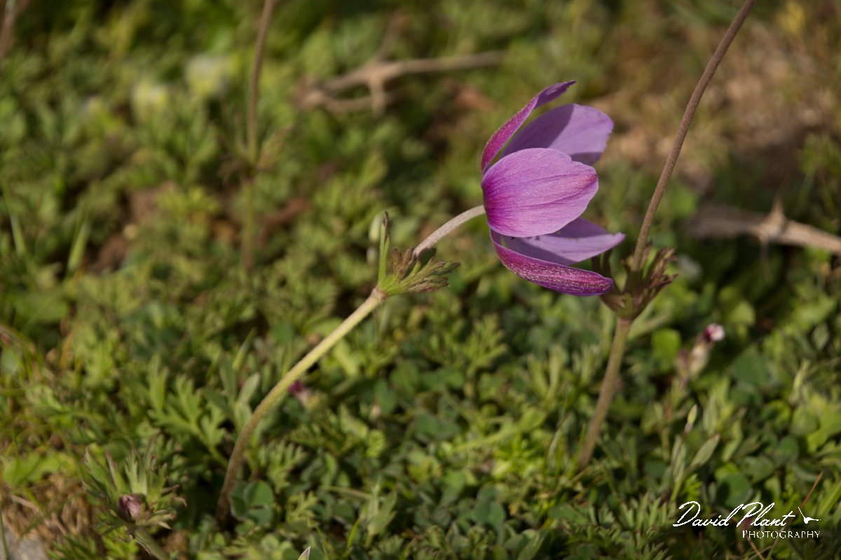 DPPhotography - Crete - Anemone coronaria - A.jpg - Anemone coronaria