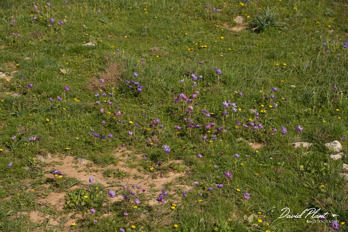 DPPhotography - Crete - Anemone coronaria - D.jpg - Anemone coronaria