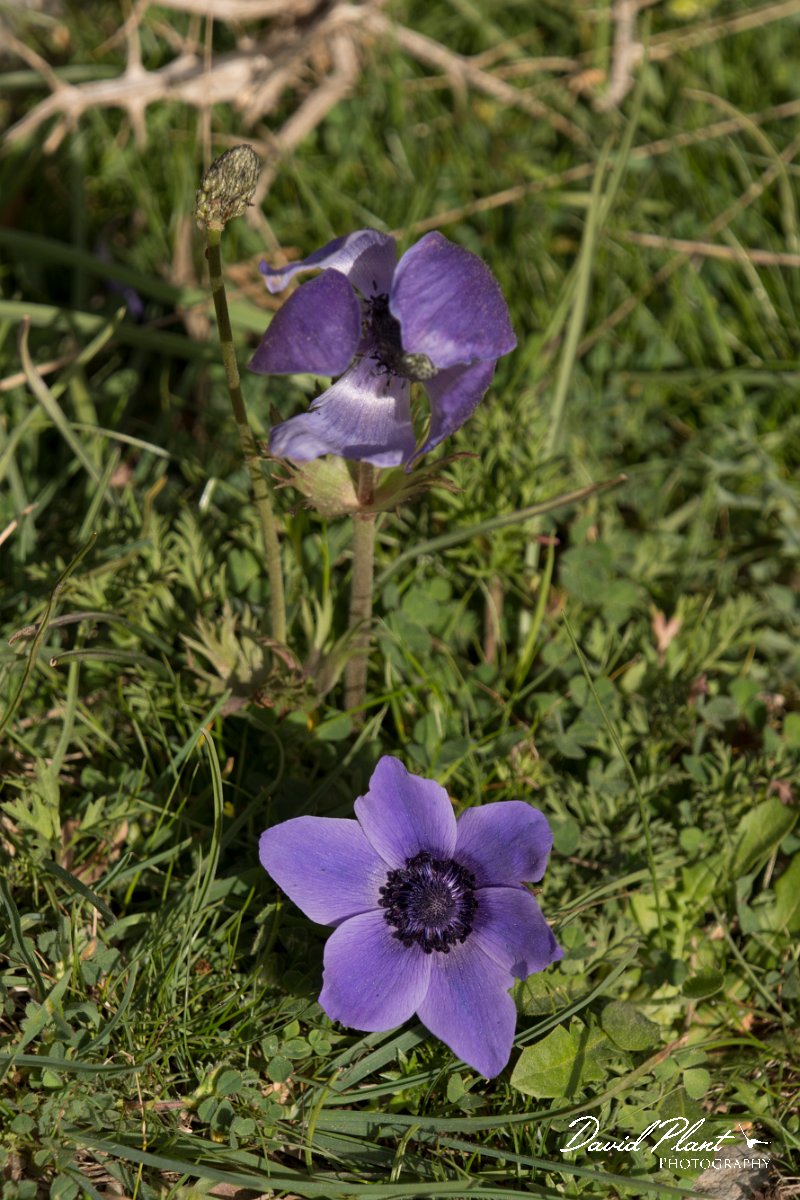 DPPhotography - Crete - Anemone coronaria - E.jpg - Anemone coronaria