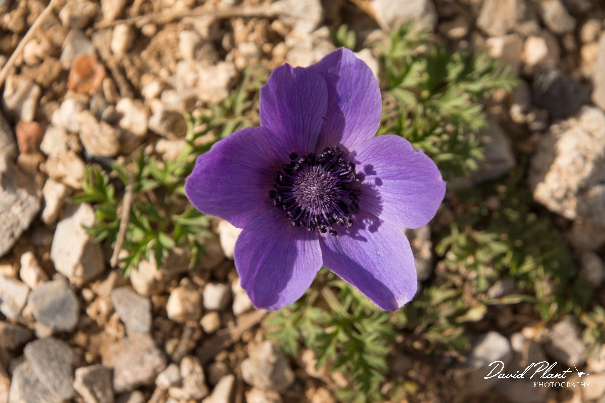 DPPhotography - Crete - Anemone coronaria - F.jpg - Anemone coronaria