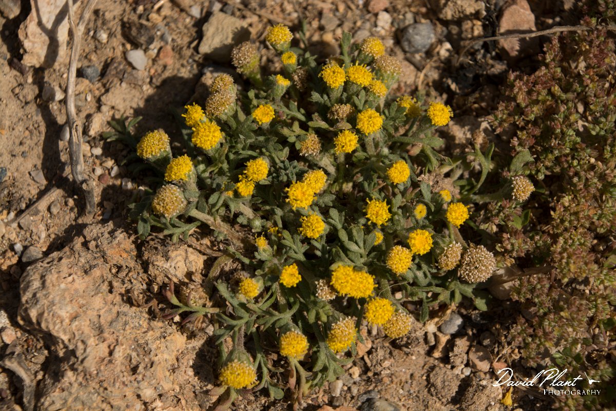 DPPhotography - Crete - Anthemis rigida - A.jpg - Anthemis rigida