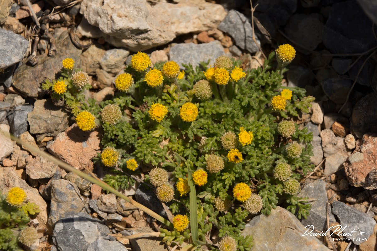 DPPhotography - Crete - Anthemis rigida - B.jpg - Anthemis rigida