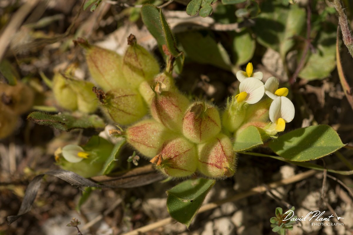 DPPhotography - Crete - Anthyllis tetraphylla - A.jpg - Bladder vetch - Anthyllis tetraphylla