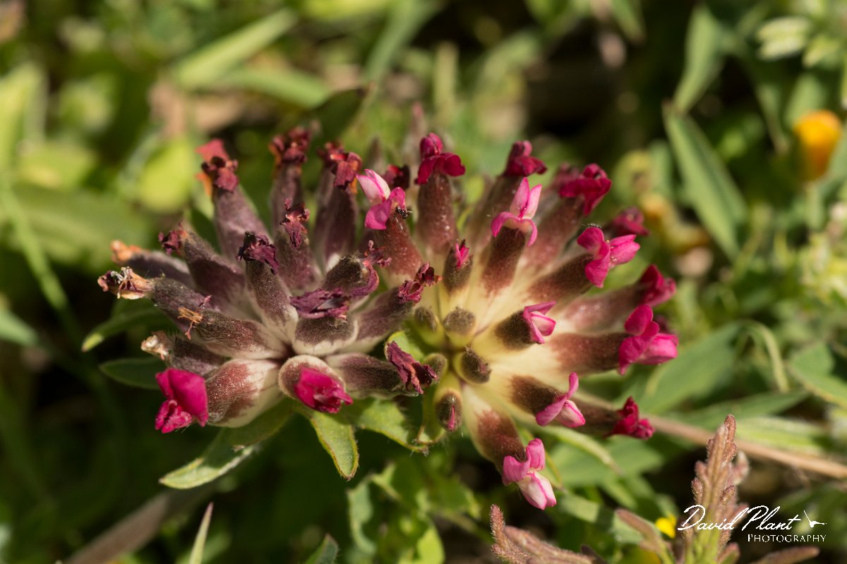 DPPhotography - Crete - Anthyllis vulernaria rubiflora - C.jpg - Red kidney-vetch - Anthyllis vulneraria rubriflora