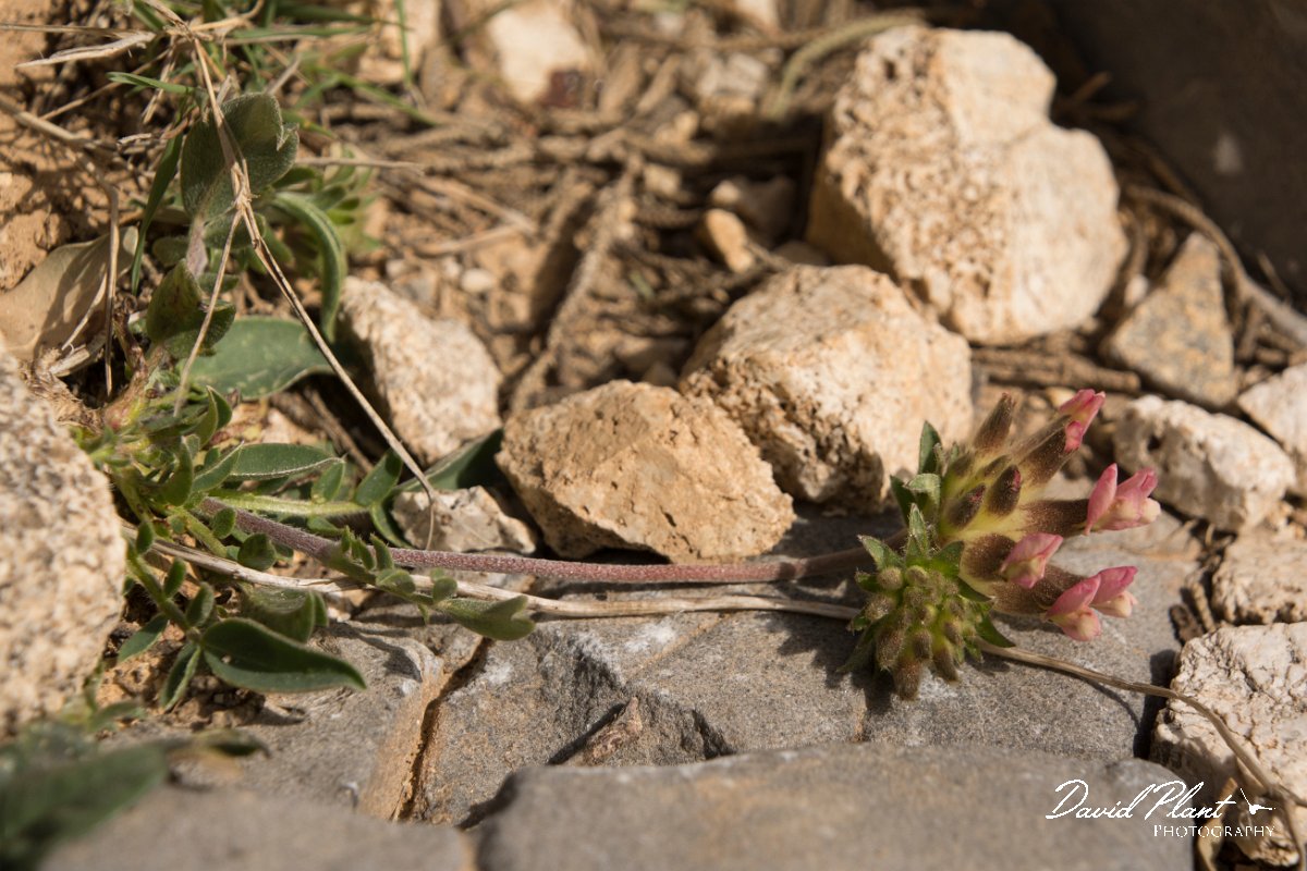 DPPhotography - Crete - Anthyllis vulneraria rubriflora - A.jpg - Red kidney-vetch - Anthyllis vulneraria rubriflora