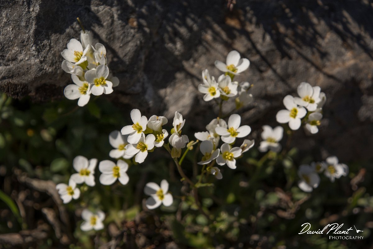 DPPhotography - Crete - Arabis alpina - A.jpg - Arabis alpina