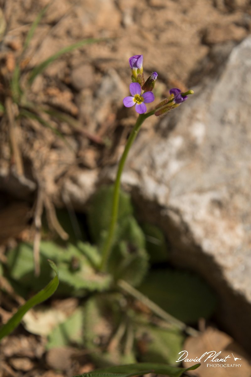 DPPhotography - Crete - Arabis verna - A.jpg - Arabis verna