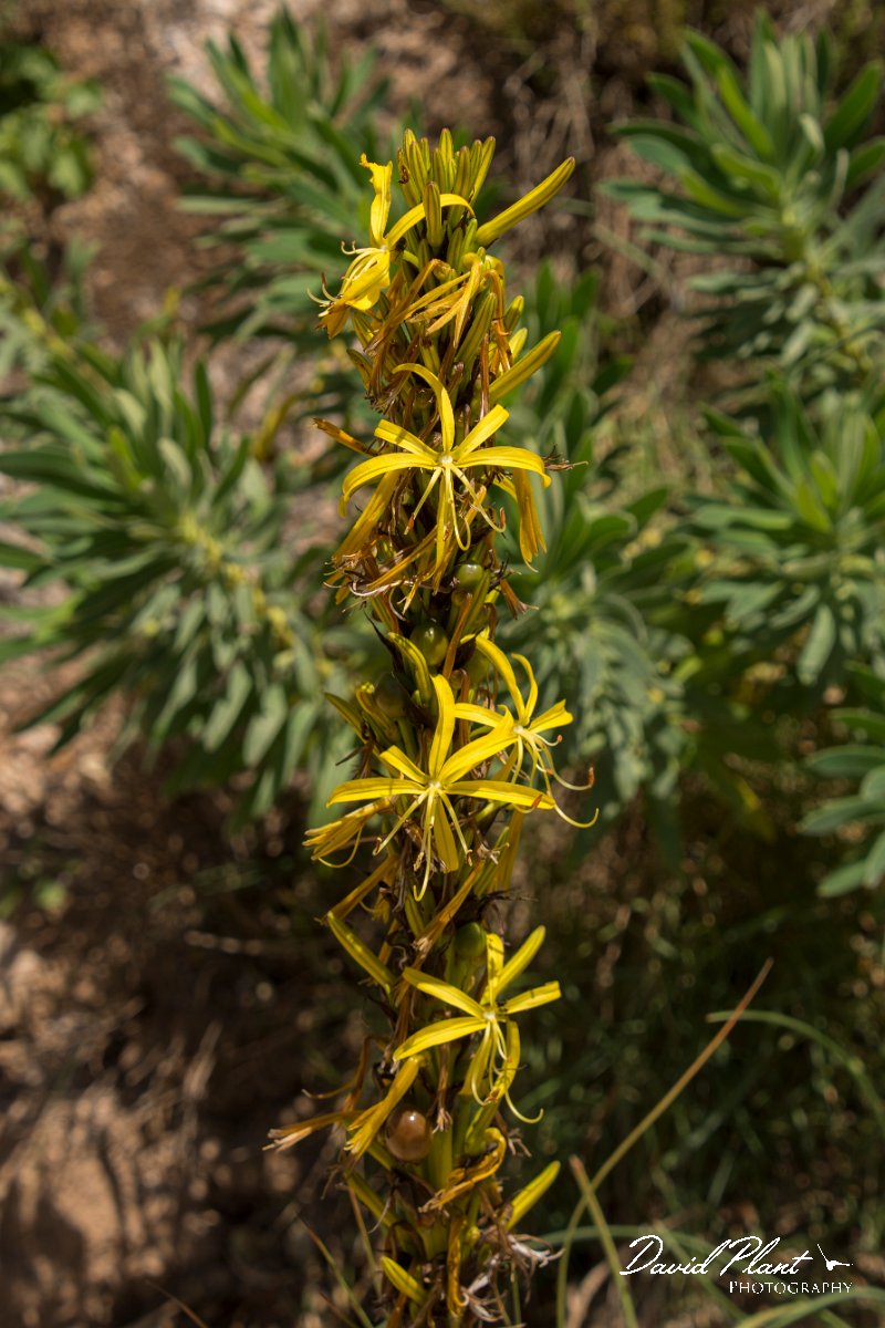DPPhotography - Crete - Asphodeline liburnica - A.jpg - Asphodeline liburnica