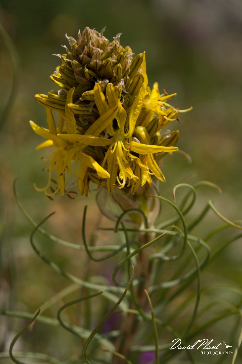 DPPhotography - Crete - Asphodeline lutea - A.jpg - Yellow ashopdel - Asphodeline lutea