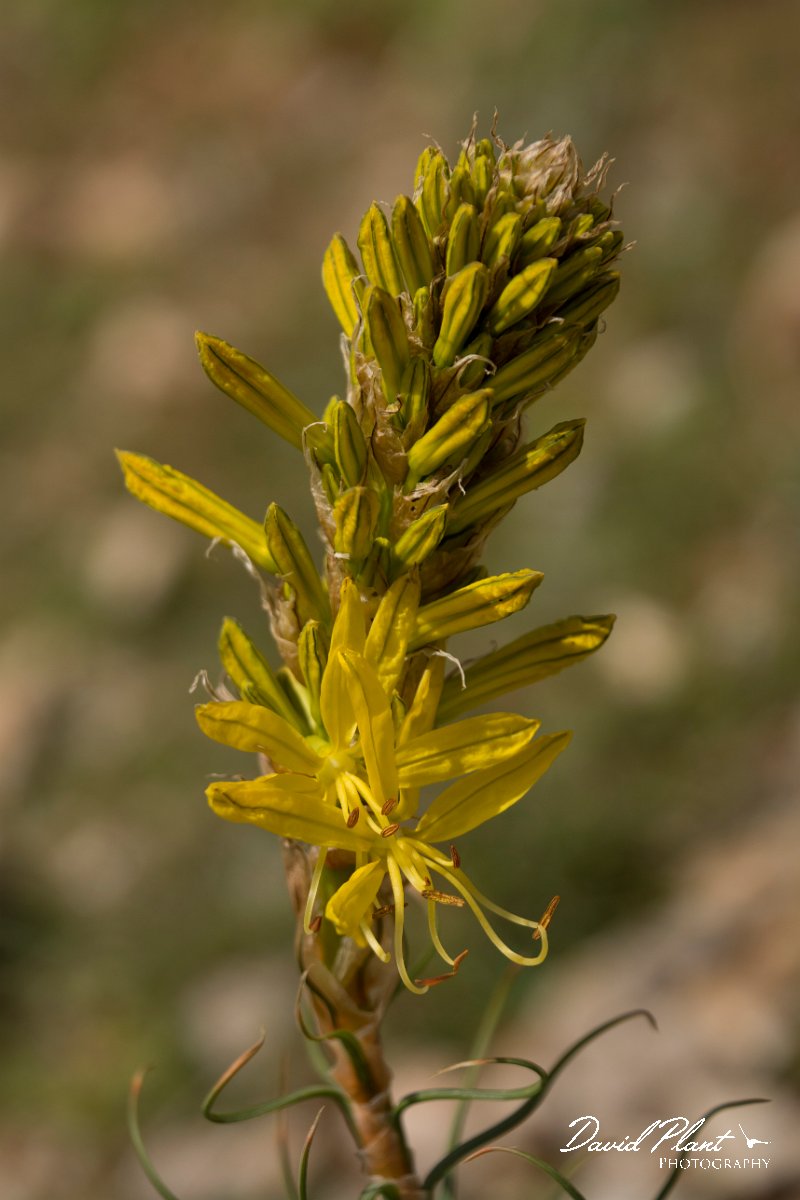 DPPhotography - Crete - Asphodeline lutea - C.jpg - Yellow ashopdel - Asphodeline lutea