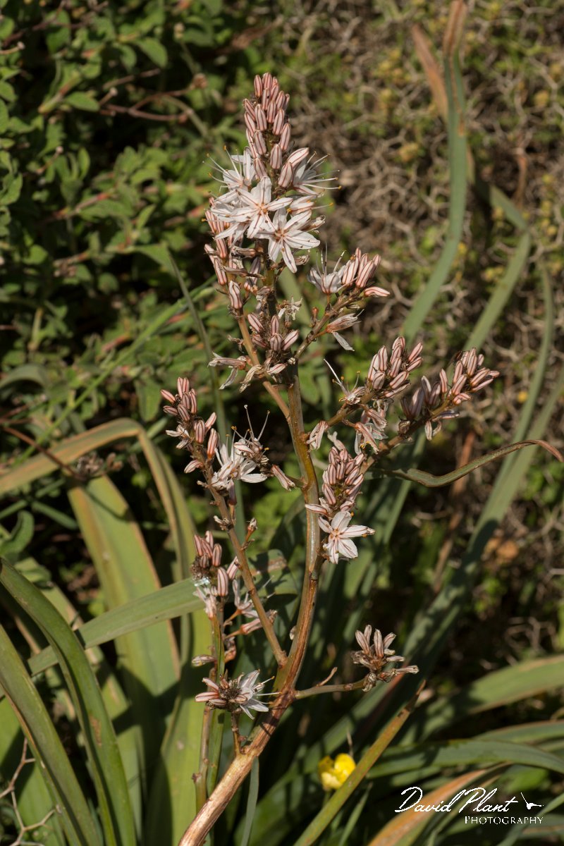 DPPhotography - Crete - Asphodelus ramosus - A.jpg - Asphodelus ramosus