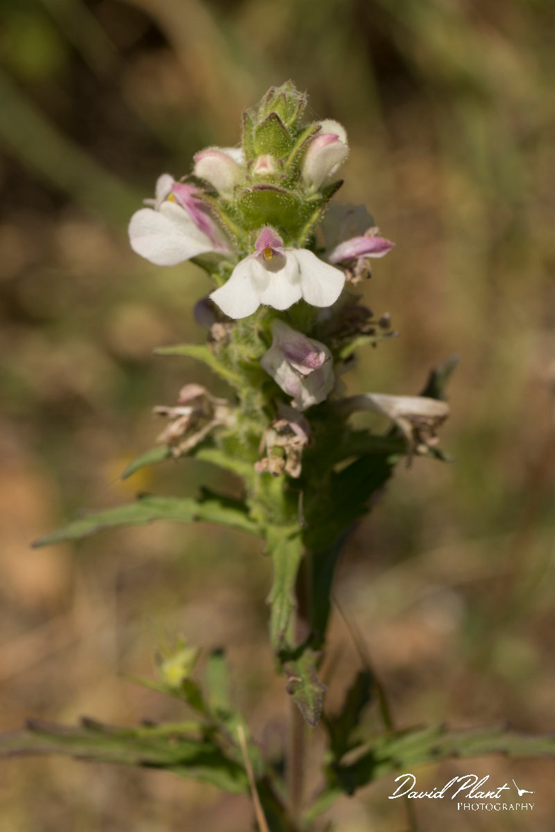 DPPhotography - Crete - Bellardia trixago - A.jpg - Bellardia trixago