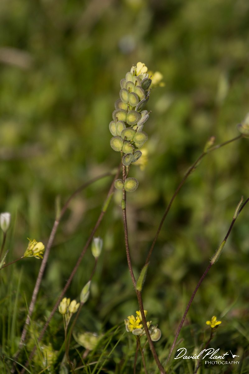 DPPhotography - Crete - Biscutella didyma - A.jpg - Biscutella didyma
